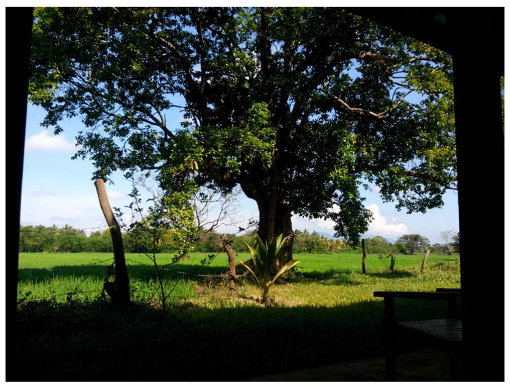 Mihini Hotel Habarana Bagian luar foto